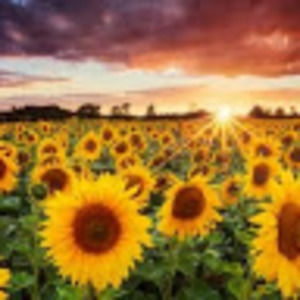 Meet your Posher, Leesa